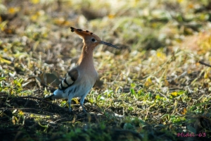 Abubilla, Upupa epops, hoopoe.